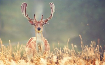 鹿 Painting - 鹿の写真